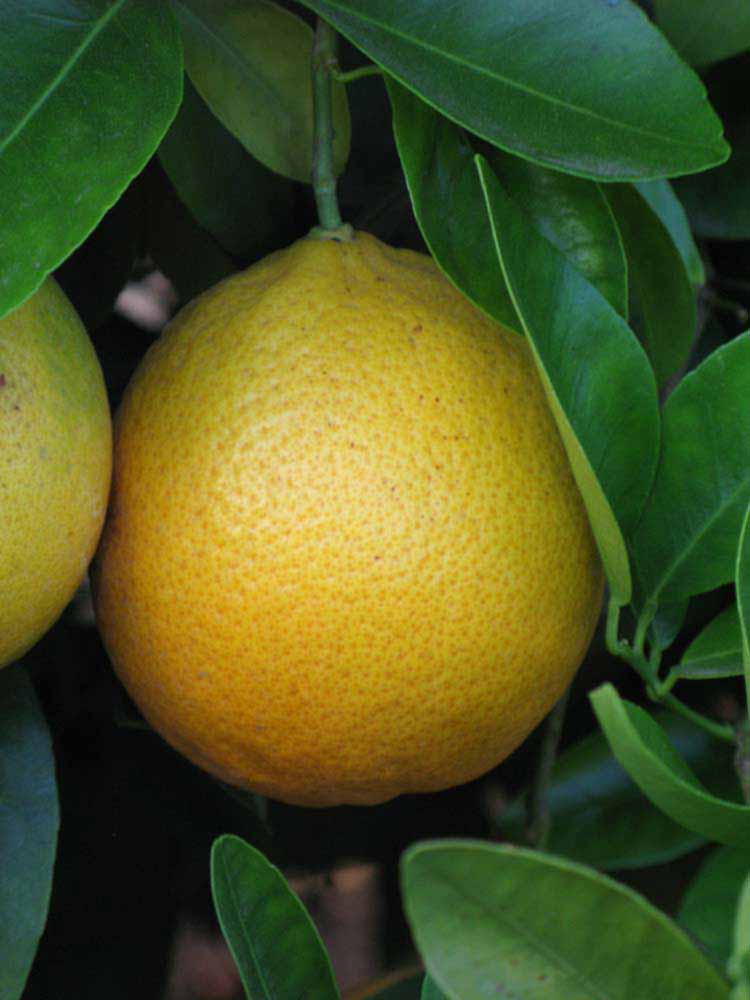            Fruit (Riverside, CA)   